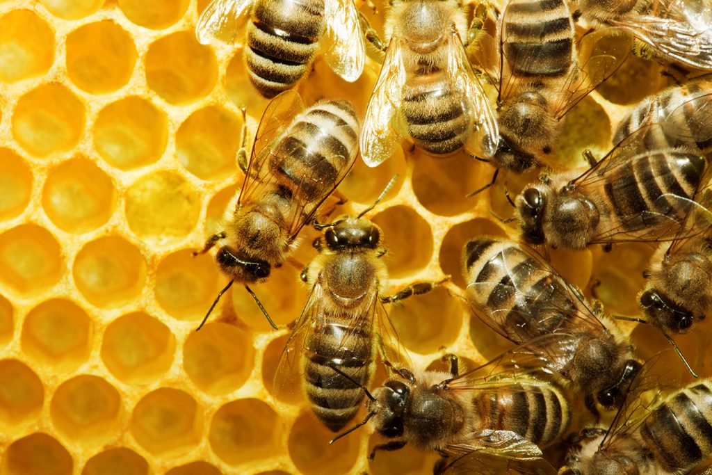 Indicazioni per il corretto utilizzo dei prodotti fitosanitari per la tutela degli insetti pronubi